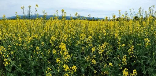 Pohľad na pole s repkou